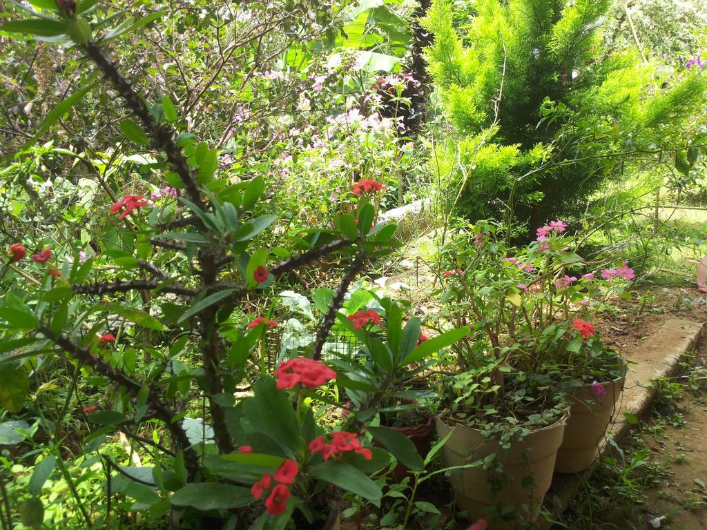 Athens Cottage Munnar Buitenkant foto