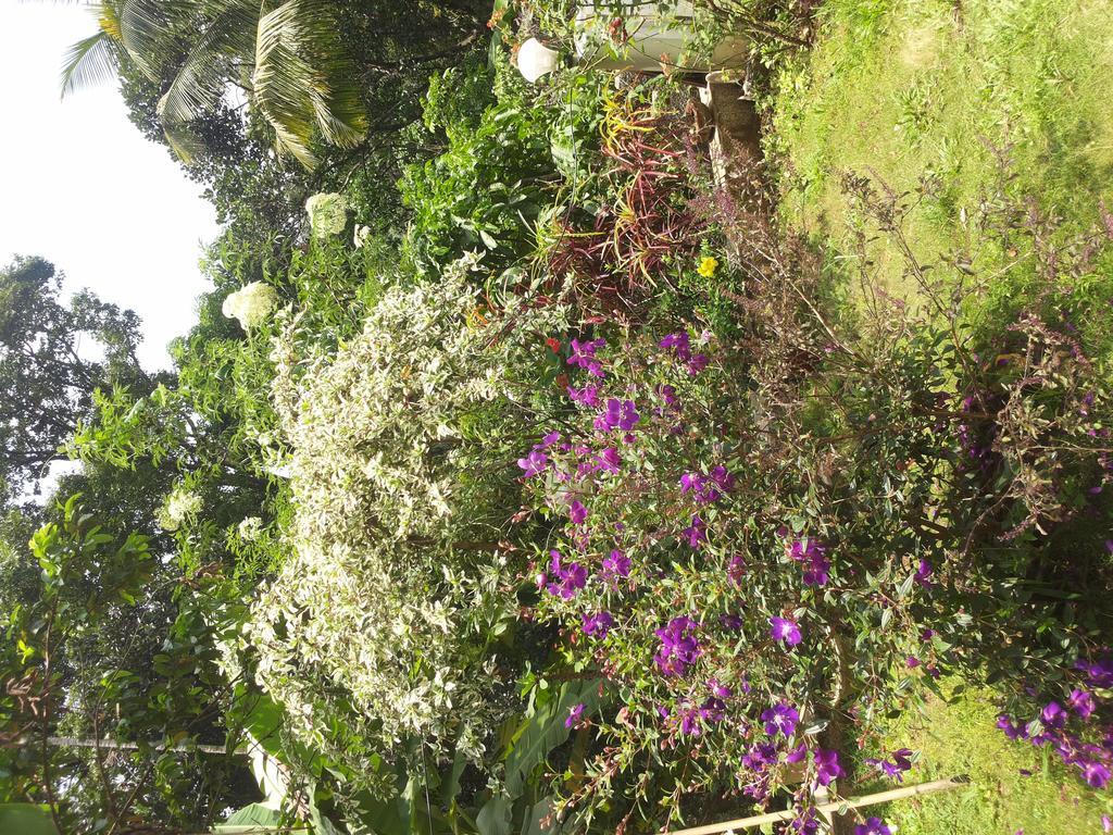 Athens Cottage Munnar Buitenkant foto
